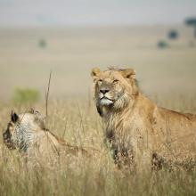 Lions in savanna grassland