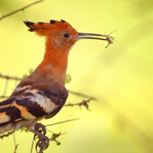 Crowned Eurasian hoopoe in Tanzania