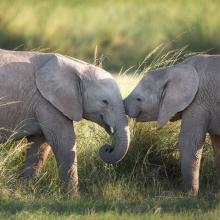 Photo of young African bush elephants