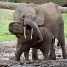 Forest elephant and baby elephant in DRC