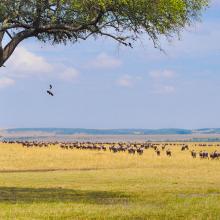 Savanna grassland with wildebeest grazing