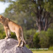 A lion standing on a rock