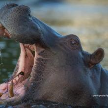 World Hippo Day 2023