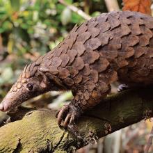 Pangolin close-up