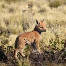 Ethiopian wolf pup in Simien Mountains National Park