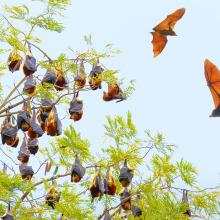 Mauritian flying foxes