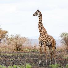 Giraffe in Tsavo landscape