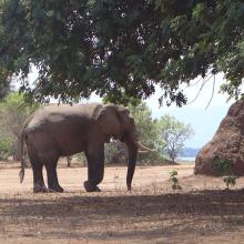 Elephant in Mana Pools
