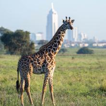 Giraffe with Nairobi in the distance