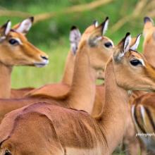Close-up photo of a group of young female impalas at Soysambu Conservancy near Kenya's Lake Nakuru National Park