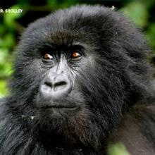 Close-up photo of a mountain gorilla in dense forest habitat in Rwanda