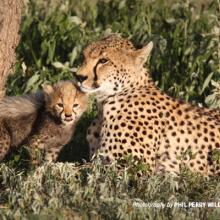 Close-up photo of cheetah cub with adult sitting in savannah grassland