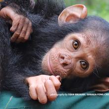 Close-up photo of kidnapped chimpanzee after rescue from village in Dja, Cameroon
