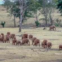 Photo of large herd of elephants crossing open savannah grassland in Tsavo landscape