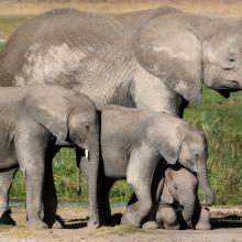 Photo of adult African elephant with three young African elephants in Botswana