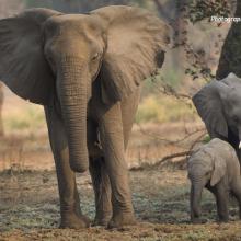 Photo of adult African elephant without tusks with two baby elephants