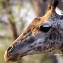 Close-up photo of a giraffe browsing on trees in African wildlife area