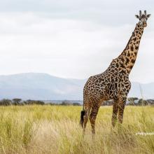 Photo of lone giraffe standing in open savanna grassland in Manyara Ranch conservancy