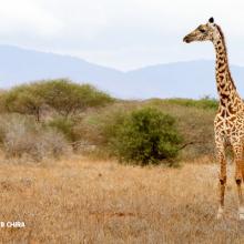 Photo of young giraffe in dry savannah grassland in Tsavo wildlife area in Kenya
