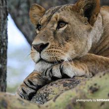 Close-up photo of lion resting in Soysambu Conservancy near Nakuru National Park, Kenya