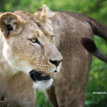 Close-up photo of lone lion in African savanna grassland