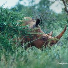 Close-up photo of a rhino grazing in tall shrubland in South Africa