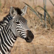 African Biodiversity Zebra