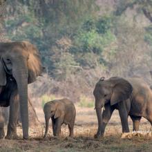 Elephant Human Conflict