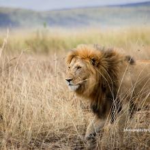 Lion Conservation Olderkesi Community Wildlife Consverancy