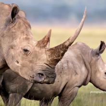 Rhinos poached for illegal trade in rhino horn 