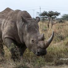 White Rhino