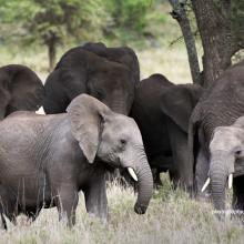 Young Elephants