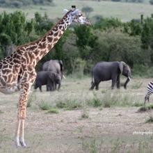 Giraffe, elephants and zebra in African savannah