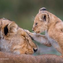 Photo of a reclining lion cub patting a lioness on the head.