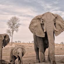 Elephants in Hwange National Park