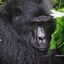 Silverback mountain gorilla Rafiki in Uganda protected area