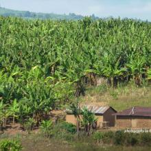 Small-scale farming in Southern Tanzania