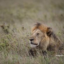 Male African lion sitting in savanna grassland