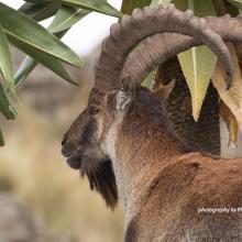 Walia ibex in Simien Mountains National Park