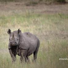 Black rhino in Kenya