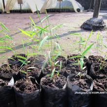 Bamboo wildings for Volcanoes National Park ecological restoration