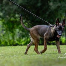 Photo of AWF-trained sniffer dog at Canines for Conservation facility in Usa River