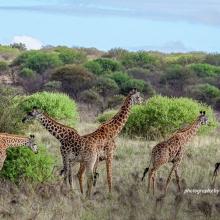 Photo of six giraffes in Tsavo shrubland