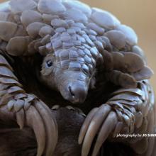 Close up of a pangolin in the wild