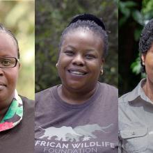 Portraits of AWF staff Sylvia Wasige, Didi Wamukoya and Olivia Mufute