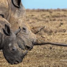 Photo of young rhino and adult rhino grazing in savanna grassland