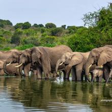 Photo of an elephant herd in Uganda