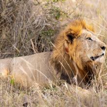 Photo of adult lion with satellite collar in LUMO Conservancy