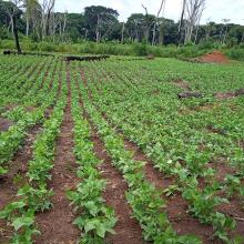 Photo of bean plantation on AWF-supported sustainable agriculture school field in Bili