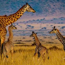 Photo of adult giraffe and baby giraffes in African savanna